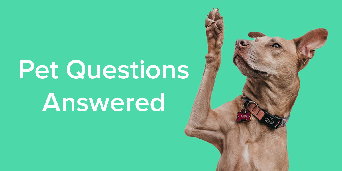 Pet Questions Answered - Emancipet Low Cost Vet Clinics