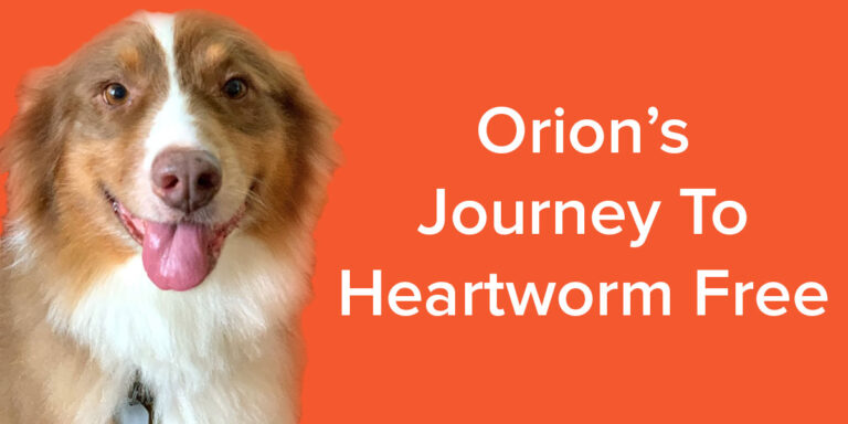 Orion | Heartworm Treatment | Emancipet Low Cost Vet Clinics