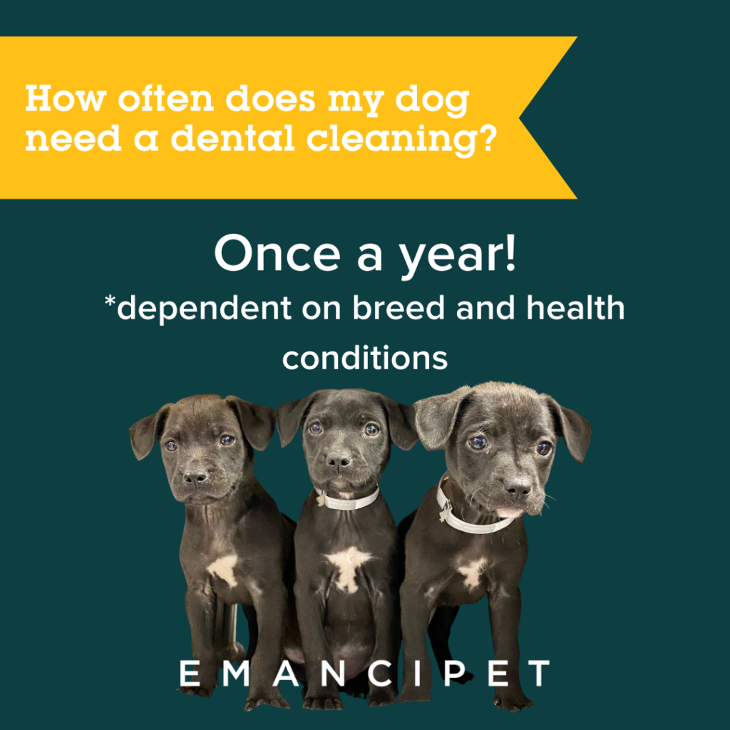 What should I know before getting my dogs teeth cleaned?