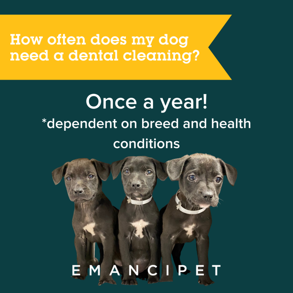 are dogs too old to get their teeth cleaned