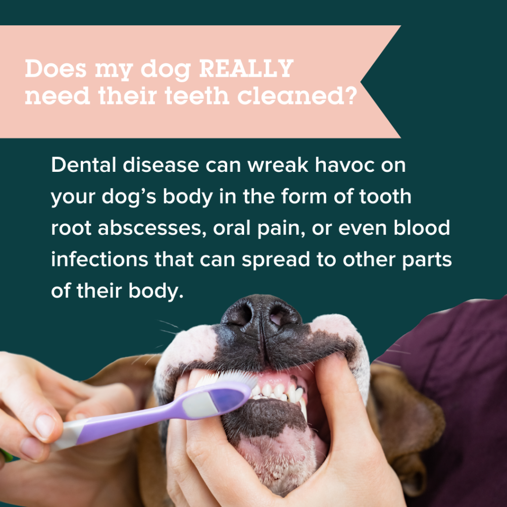 do you really need to get your dogs teeth cleaned