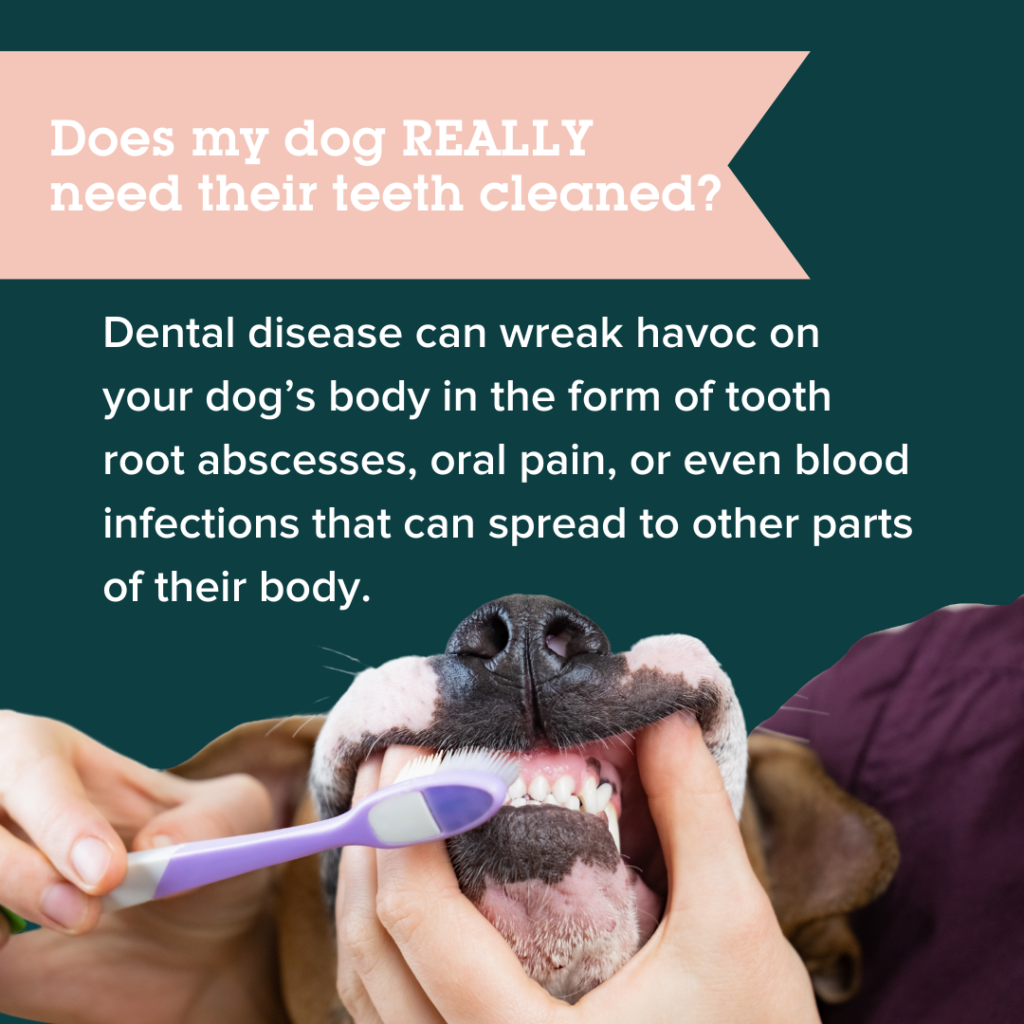 are dogs too old to get their teeth cleaned