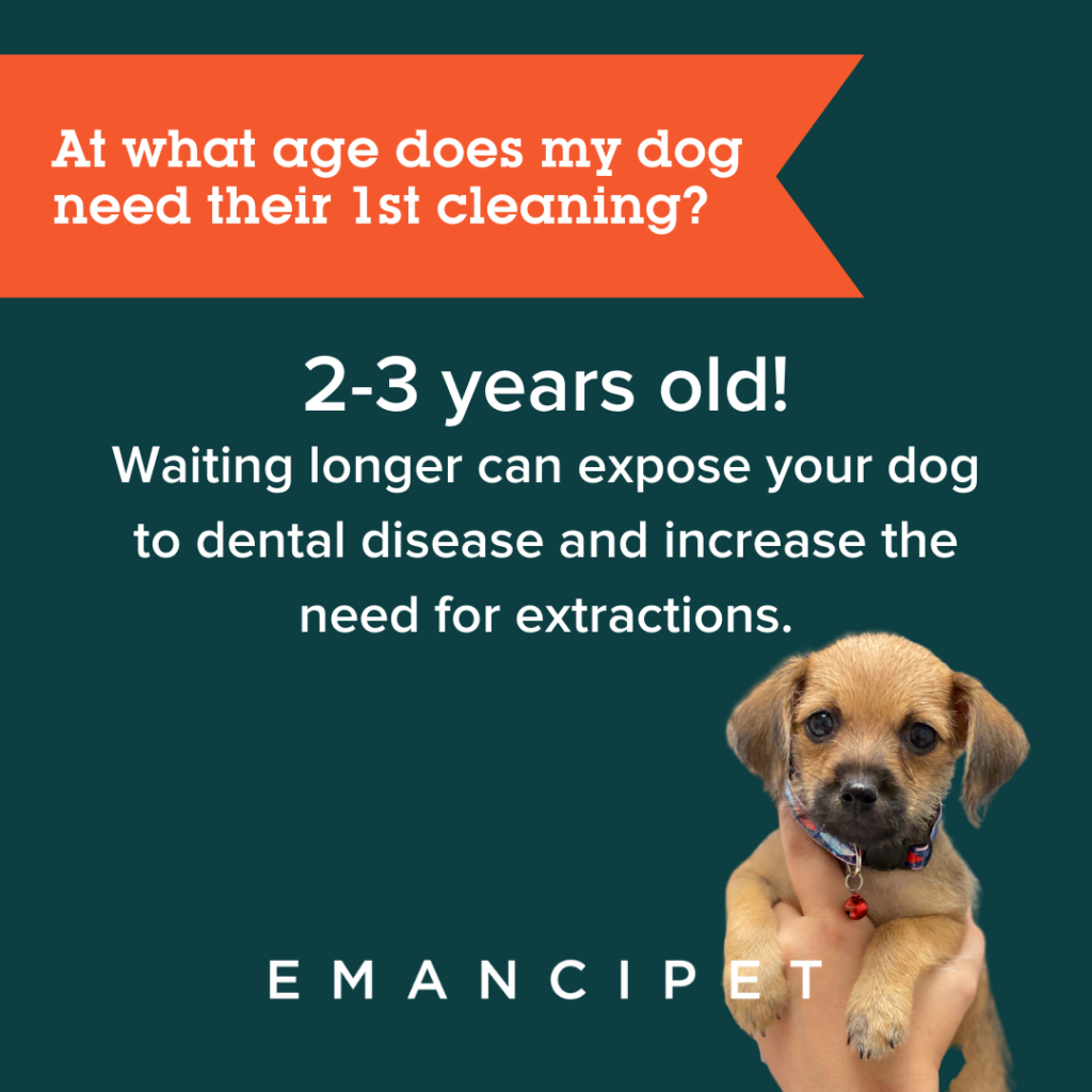 are dogs too old to get their teeth cleaned