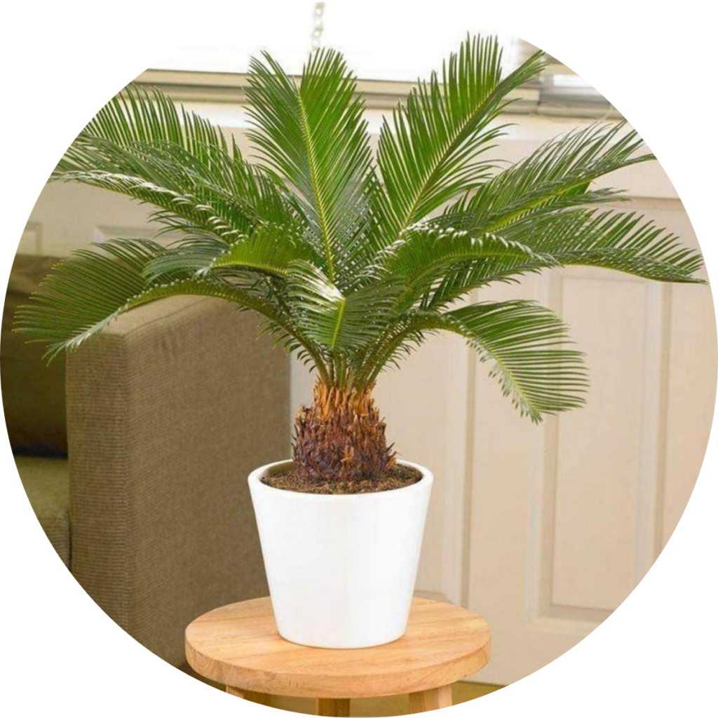 Sago Palm - Poisonous plant blog