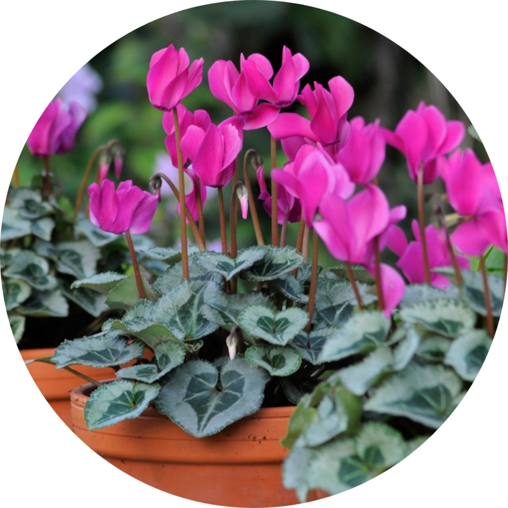 Cyclamen - poisonous plant blog