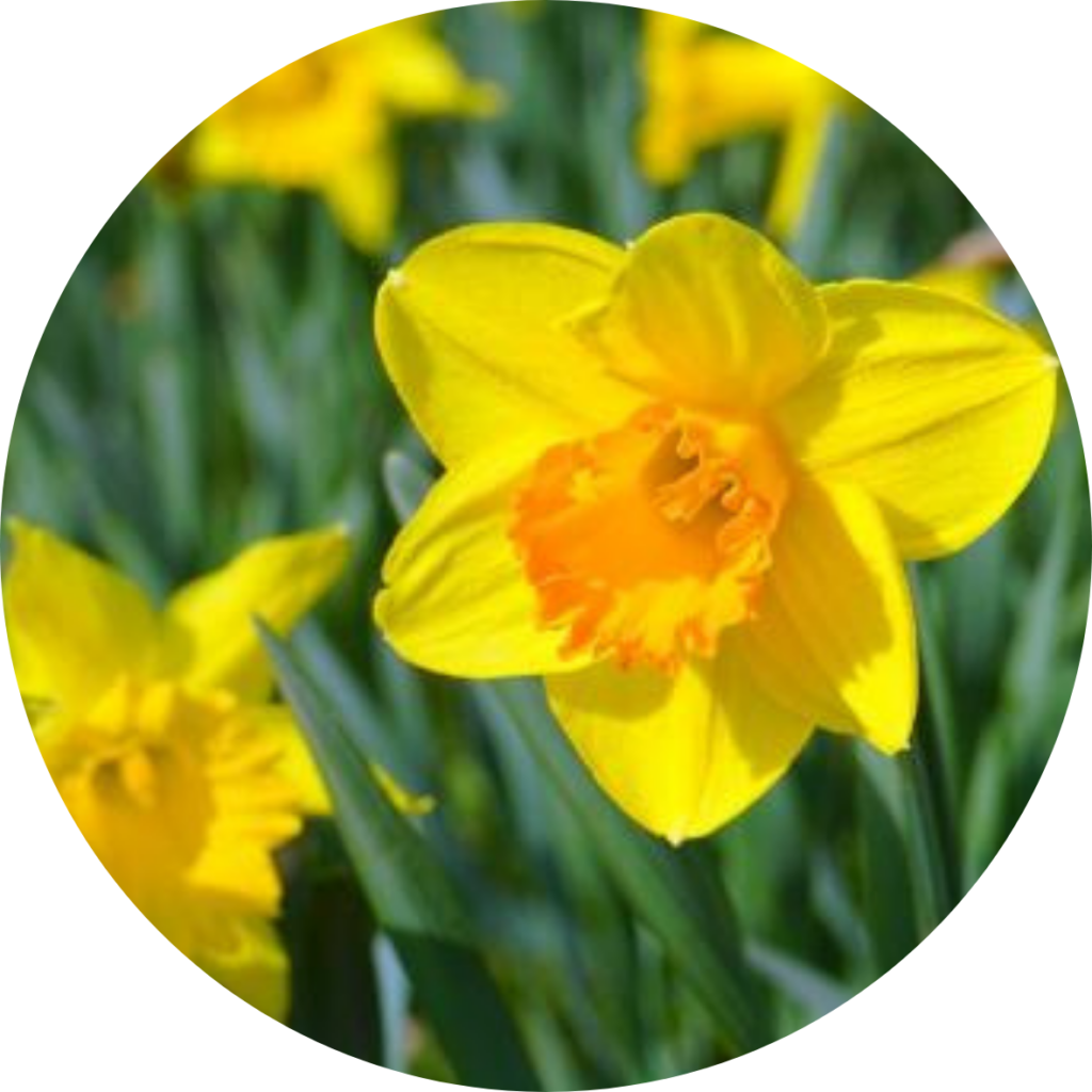Daffodil - poisonous plant blog