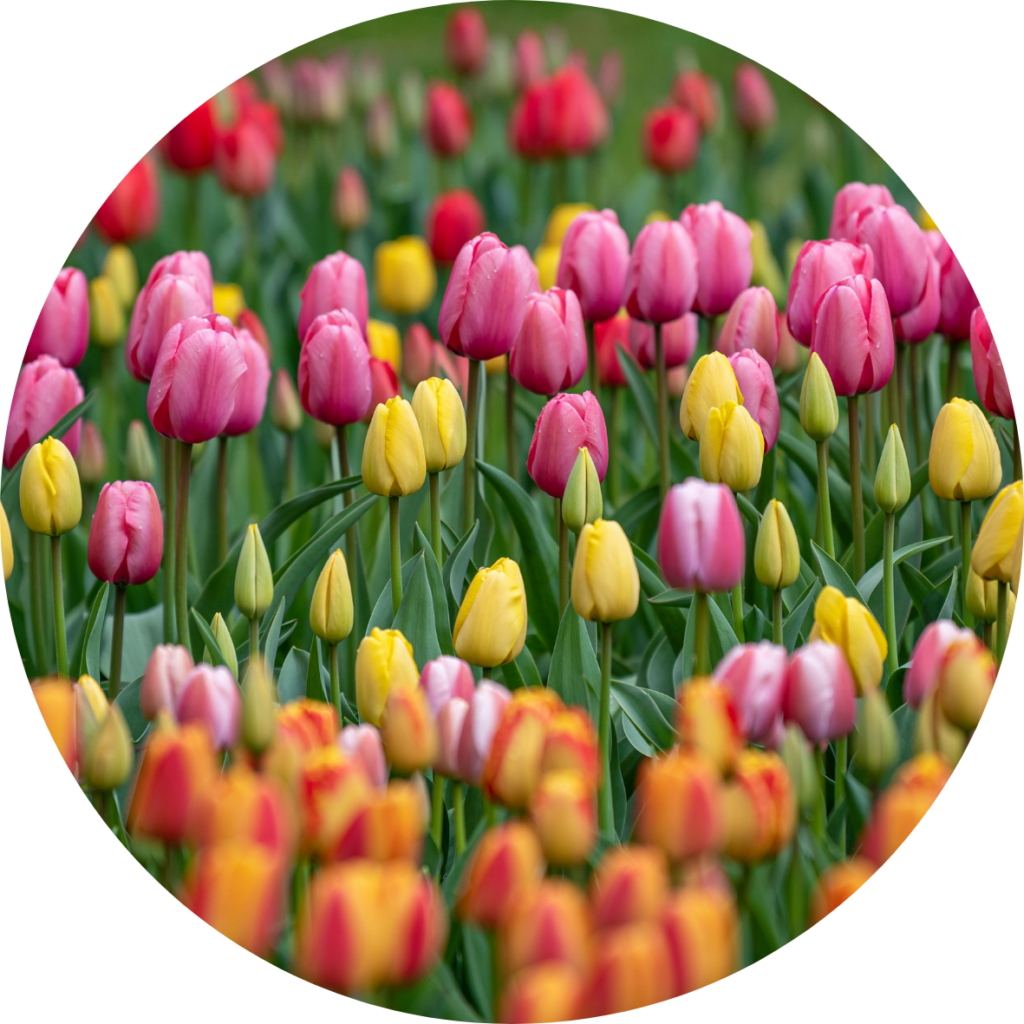 Tulips - Poisonous Plant blog