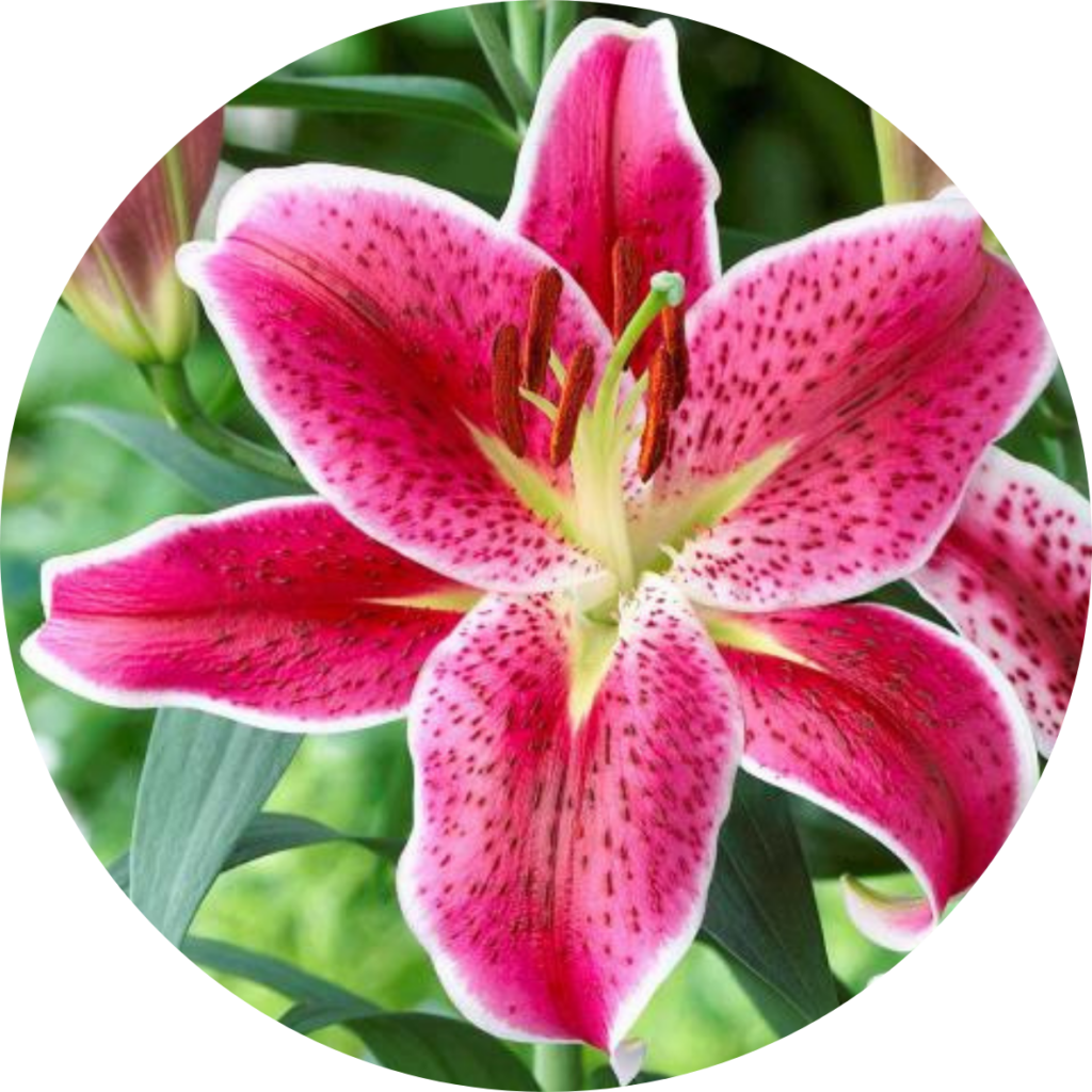 Lilies - Poisonous plant blog