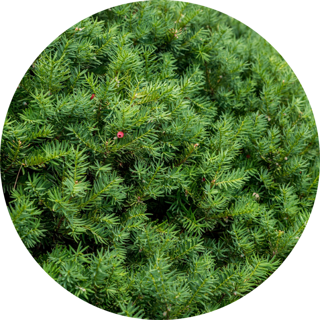 Yew - poisonous plant blog