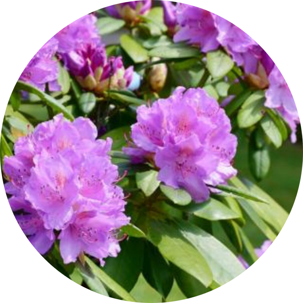 Rhododendron - poisonous plant blog