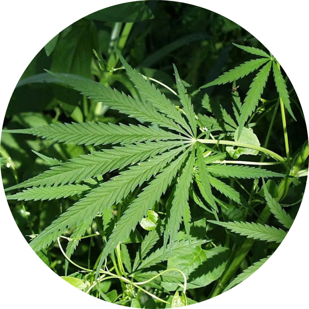 Marijuana - poisonous plant blog