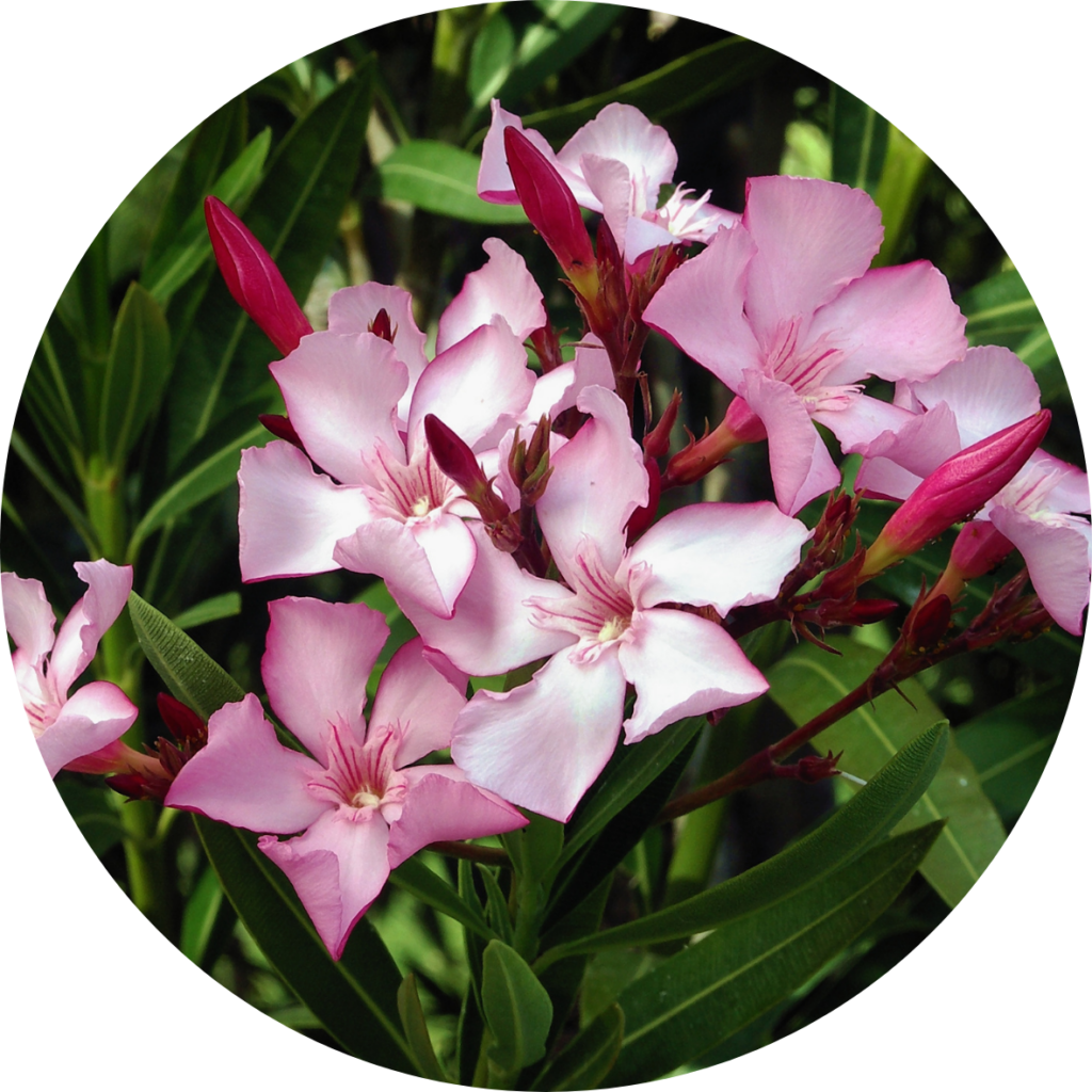 Oleander - poisonous plant blog