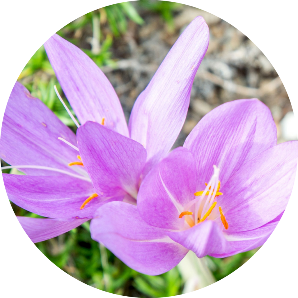 Autumn Crocus - poisonous plant blog